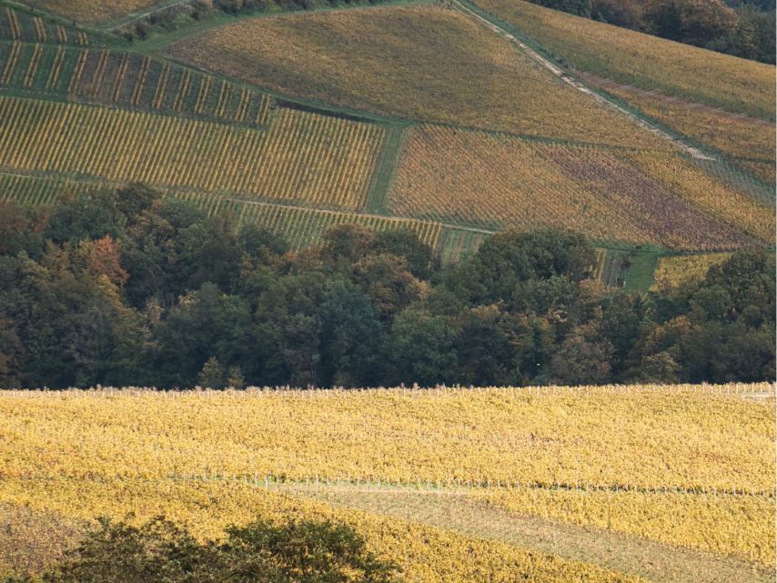 Champagne_ Henriot_ Henriot Brut Souverain_NV_WBSS24-1
